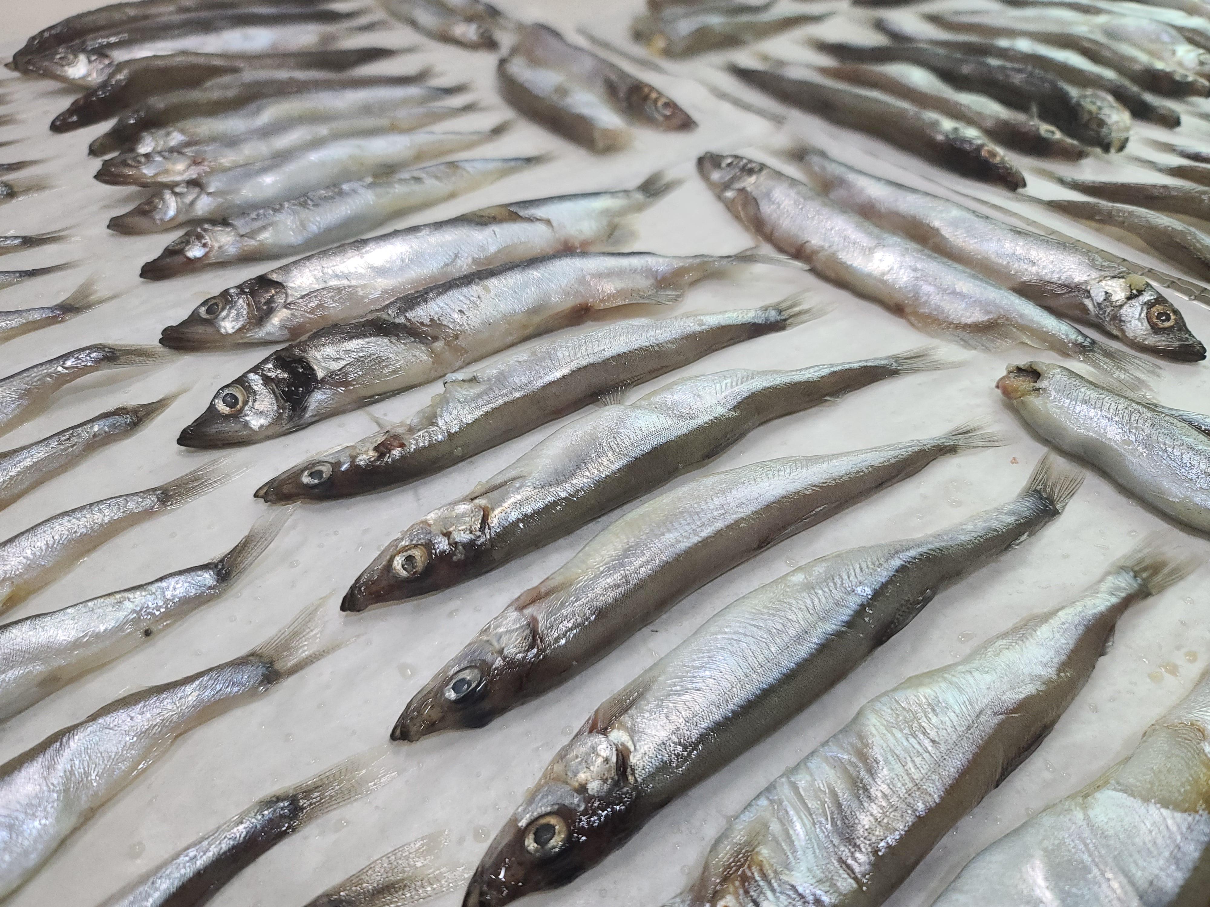 風乾多春魚