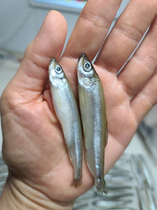 風乾鳀魚