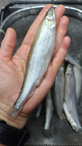Air-dried Anchovy