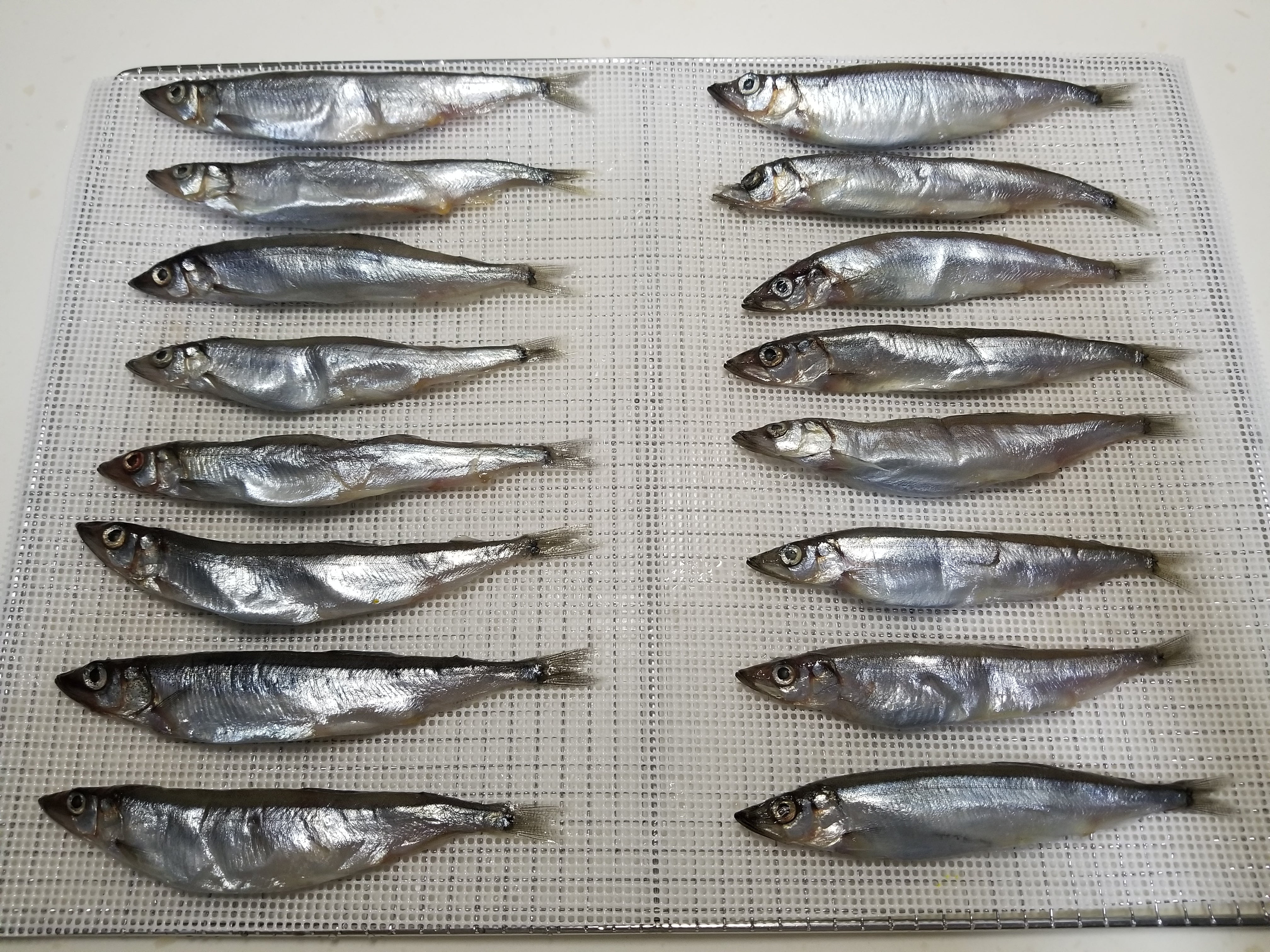 風乾多春魚