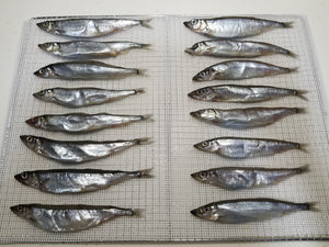 風乾多春魚