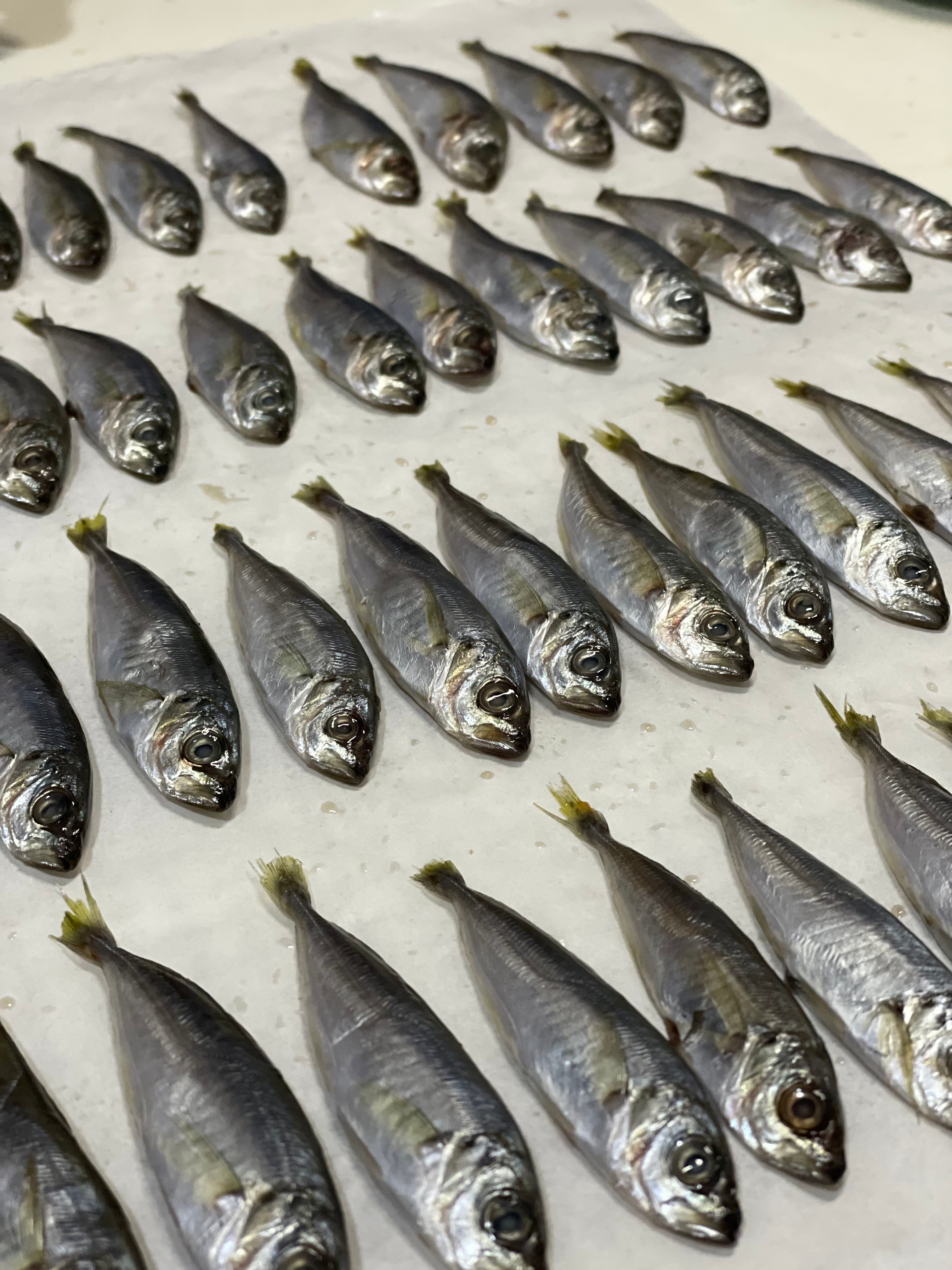 Air-dried Jack Mackerel