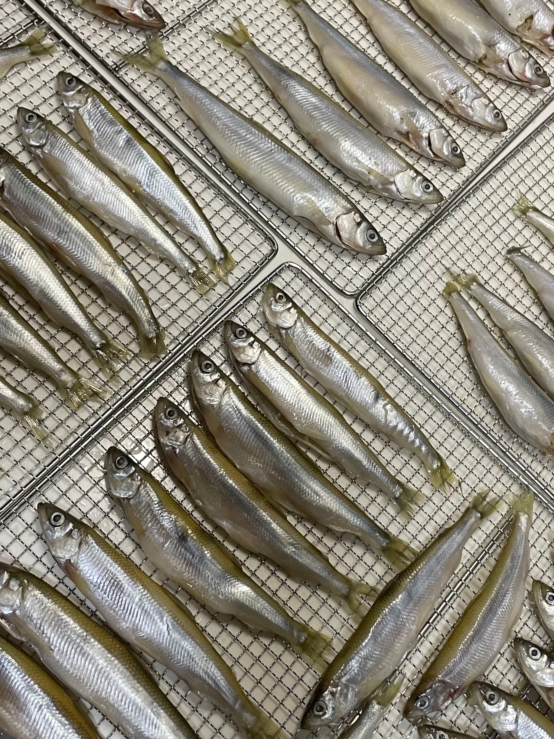 風乾鳀魚